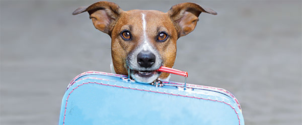 A cute dog holds the handle of a small suitcase it its mouth and looks at the camera.
